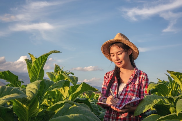 Farmers hold notebook check modern tobacco fields.