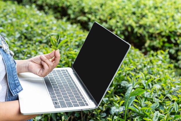 Farmers holding tablets, check tea, modern concepts.