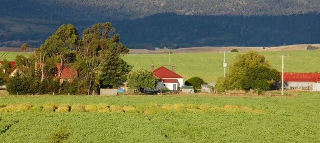 Farmhouse and trees