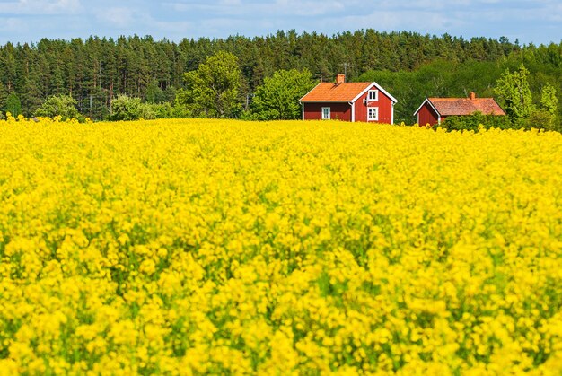 Farmhouses in a field full of yellow flowers with trees in the scene in Sweden