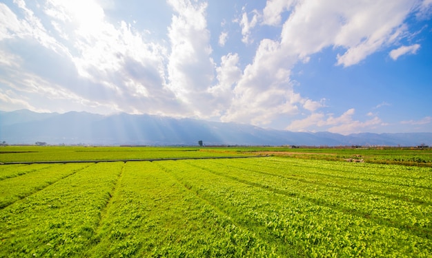 Foto gratuita terreni agricoli