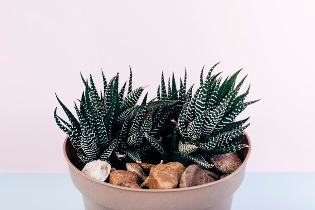 Fasciated haworthia plant growing in pot with pebbles