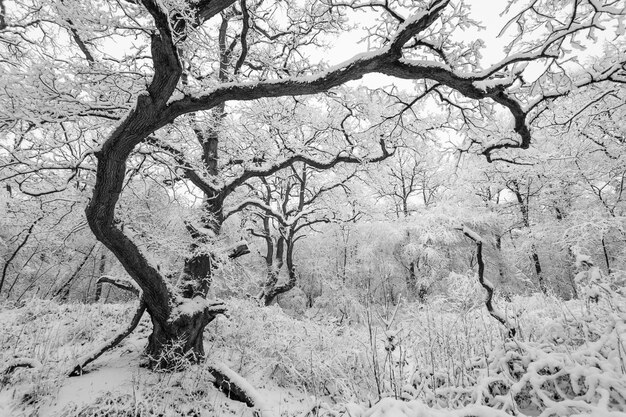 나무와 숲의 매혹적인 샷은 겨울에 눈으로 덮여