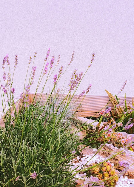 Fashion stylish natural wallpaper lavender composition in box decor on white wall minimalist aesthetic Premium Photo