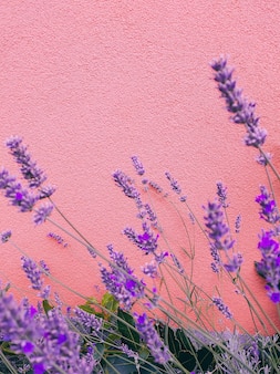 Fashion stylish natural wallpaper lavender on pink wall minimalist aesthetic