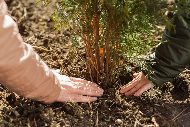 父と息子が屋外で一緒に木を植える