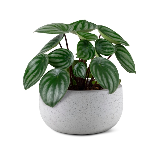 Faux watermelon peperomia plant in a gray pot