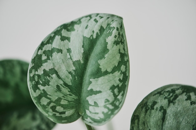 ライトグレーの背景に偽のスイカペペロミア植物
