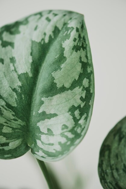밝은 회색 배경에 가짜 수박 페페로미아 식물