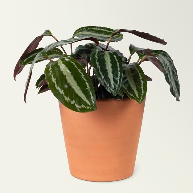 Faux watermelon peperomia plant in a terracotta pot home decor