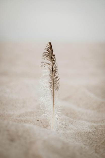 Free photo feather on the sand