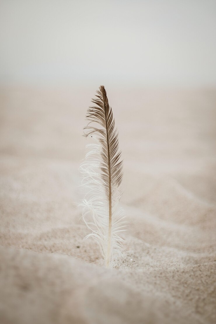 Free Photo feather on the sand