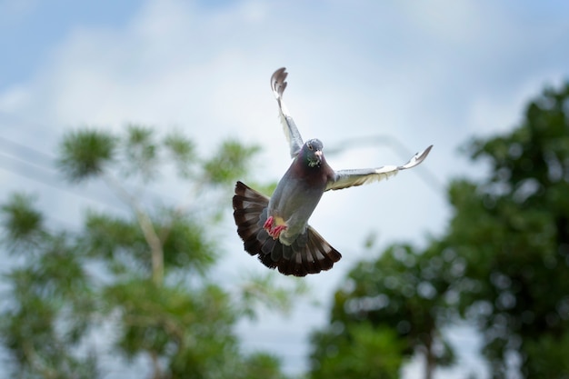 Перо крыло самонаводящейся птицы-голубей, плавающей в воздухе