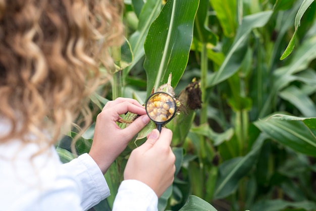 Женский агроном с помощью лупы для проверки качества посевов кукурузы в поле