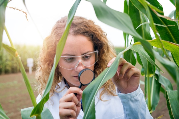 Agronomo femminile che utilizza la lente d'ingrandimento per controllare la qualità delle colture di mais nel campo