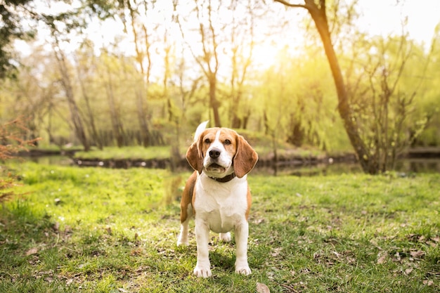 Free photo female american dog person african