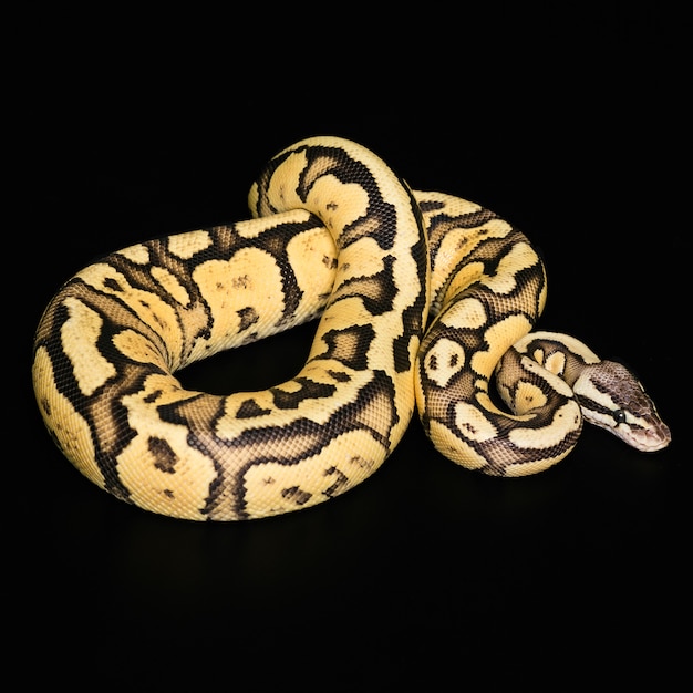 Female Ball Python