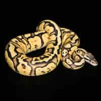 Free photo female ball python