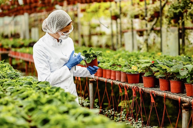 注射器を使用し、温室内の鉢植えの植物に肥料を追加する女性生物学者