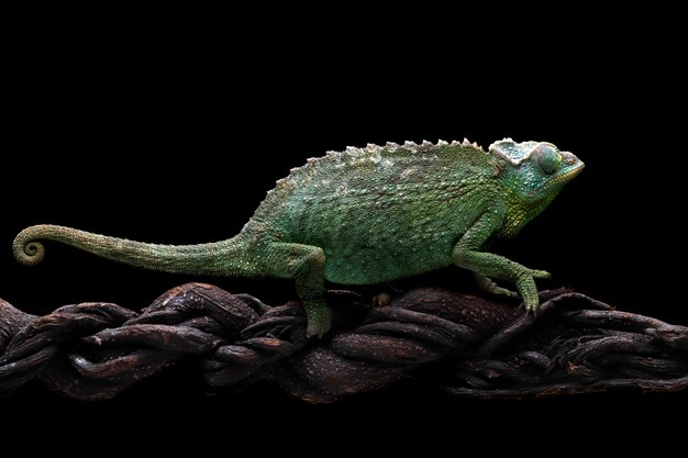 Female Chameleon jackson walking on branch with black background Female Chameleon jackson on branch