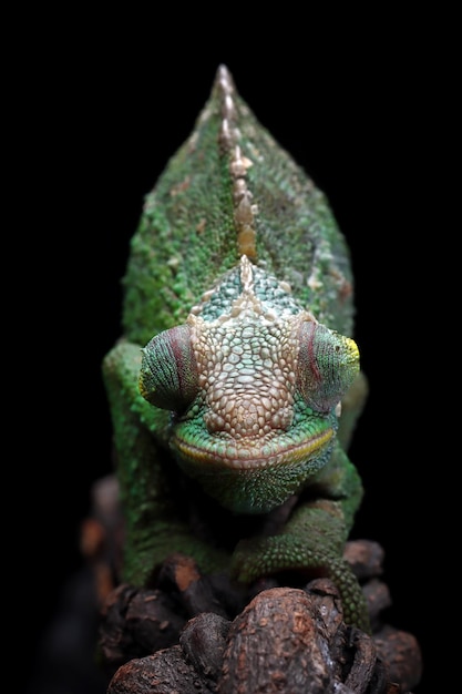 Free photo female chameleon jackson walking on branch with black background