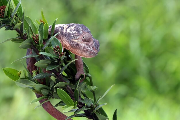 Free photo female chameleon panther climbing on branch chameleon panther on branch chameleon panther closeup