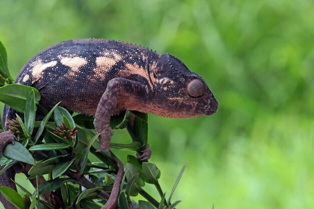 Female chameleon panther climbing on branch chameleon panther on branch