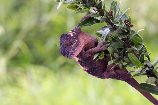 Female chameleon panther climbing on branch