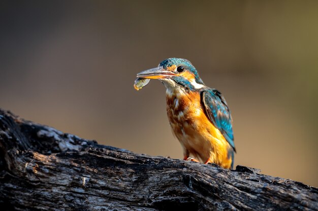 Female Common kingfisher Alchedo atthis   with killifish