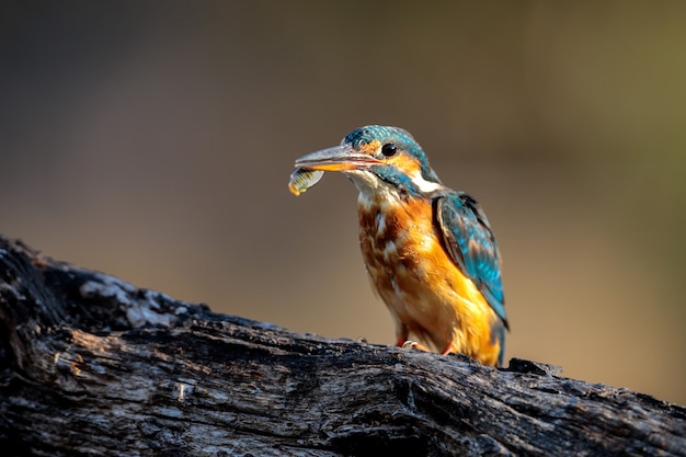 Female Common kingfisher Alchedo atthis   with killifish