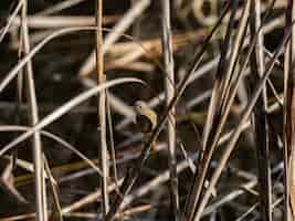 무료 사진 나뭇 가지에 쉬고 여성 daurian redstart