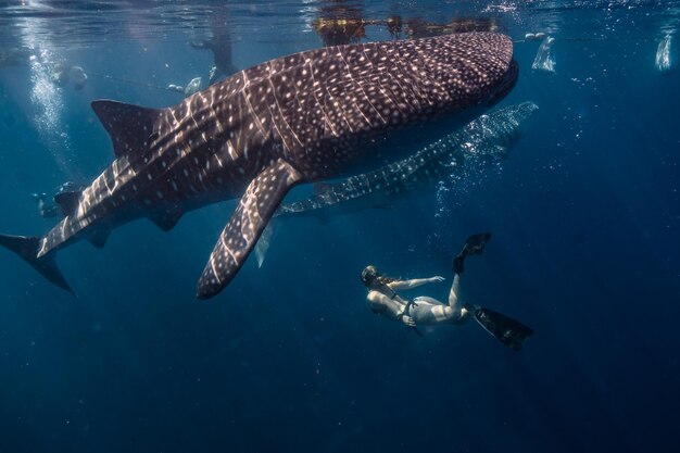 Дайвер-женщина под водой с китовыми акулами Rhincodon typus