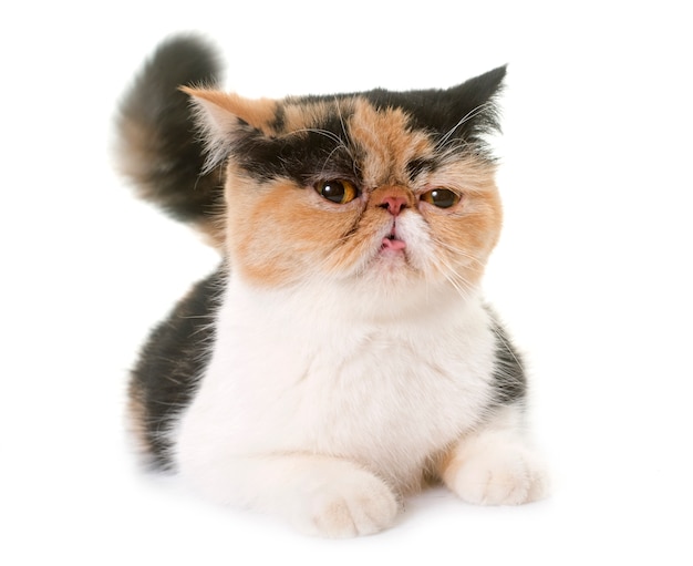 Exotic Shorthair Cat Free Vectors Stock Photos Psd
