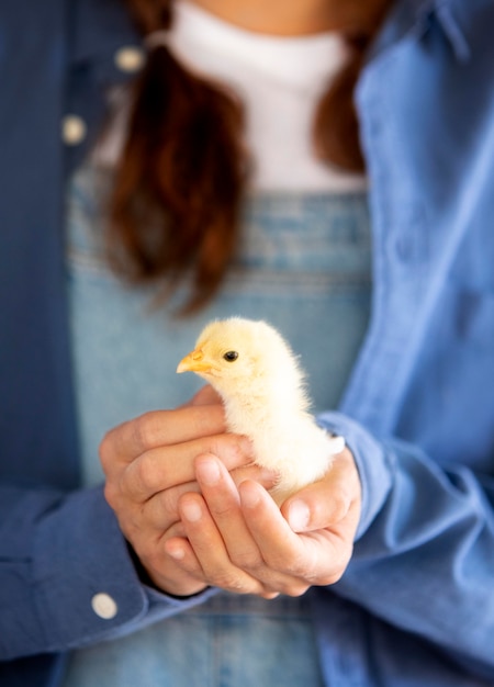 赤ちゃんの鶏を保持している女性農家