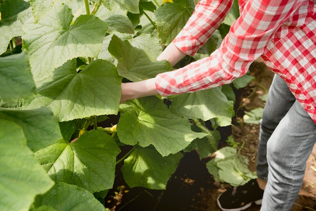 無料写真 温室で野菜を収穫する女性農家