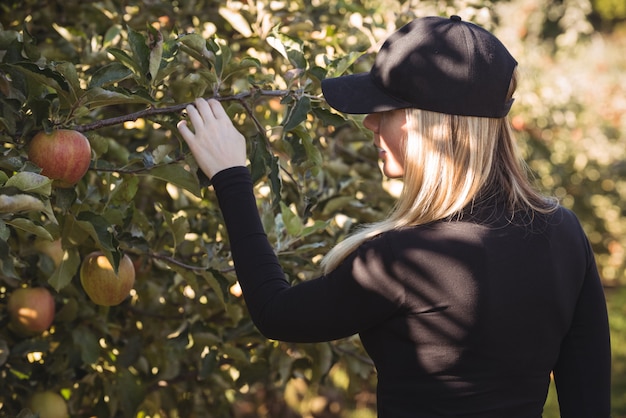 Female farmer looking at apple tree