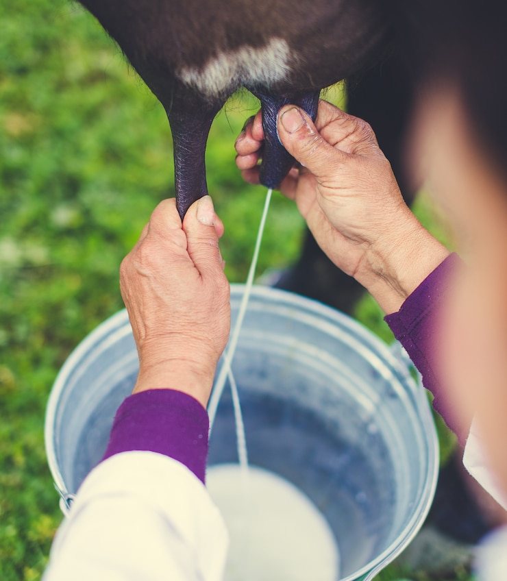 Free Photo female farmer milking a cow in the farm