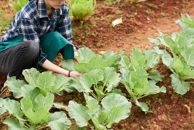 양배추 잎을 만지고 여성 농부