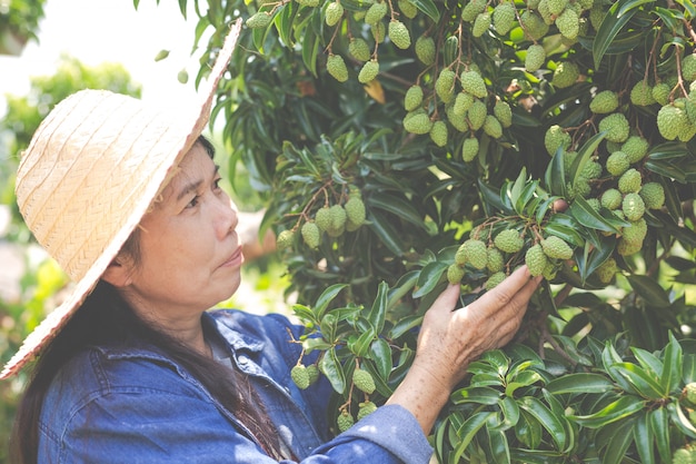 Female farmers check lychee in the garden.