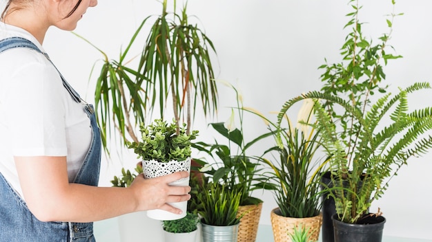 鉢植えの植物を店に並べる女性の花屋