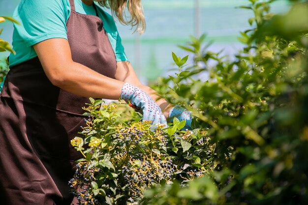 Цветочек женского пола резки куст с секатором в теплице. Женщина работает в саду, выращивая растения в горшках. Обрезанный снимок. Концепция работы в саду