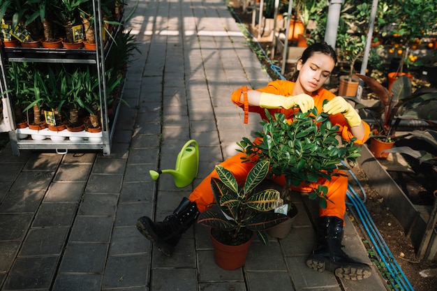 Female gardener checking leaves of potted plant