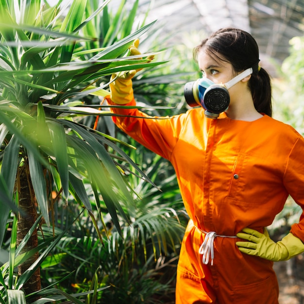 Female gardener examining plant in greenhouse