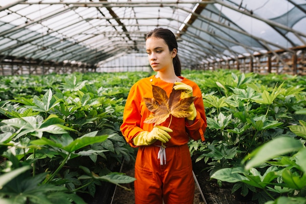 Female gardener hand with yellow fatsia japonica leaf standing in greenhouse