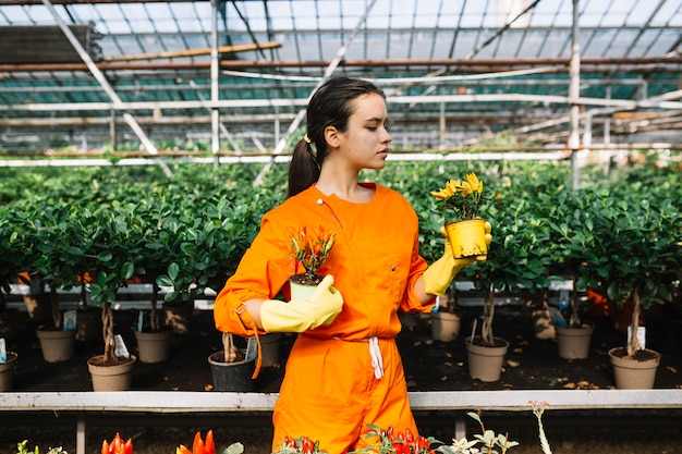 Free photo female gardener holding two potted plants with red and yellow chillies in greenhouse