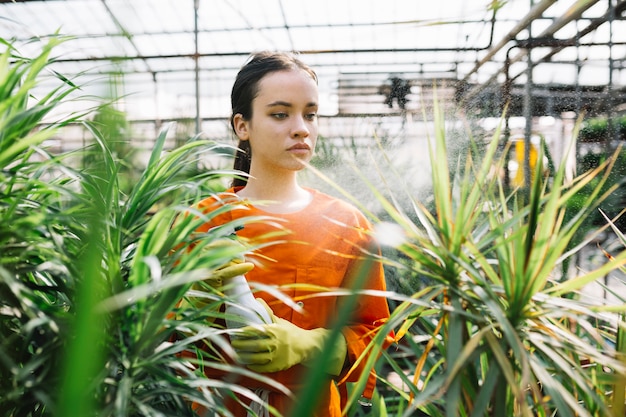 温室の植物に噴霧する女性の庭師