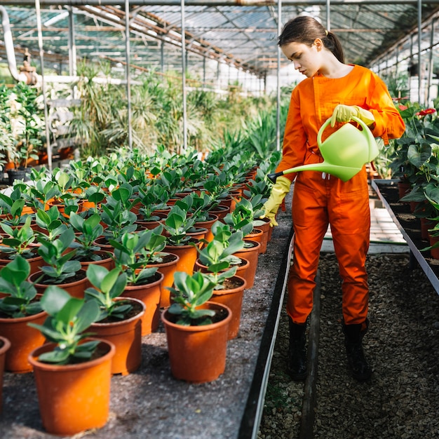 温室内の鉢植えに水を噴霧する女性の庭師