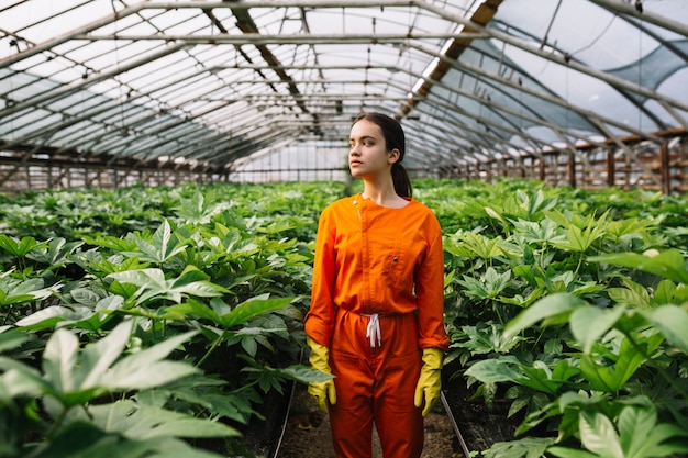 Giardiniere femminile che sta vicino alle piante di japonica di fatsia che crescono nella serra