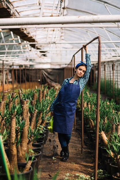 Female gardener standing nearby potted plants in greenhouse