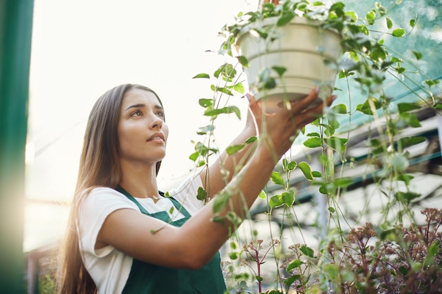 Giardiniere femminile che si prende cura dei fiori appesi in una ciotola che si prepara per la vendita negozio di fiori